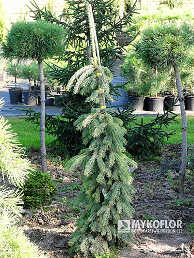 Picea glauca Pendula