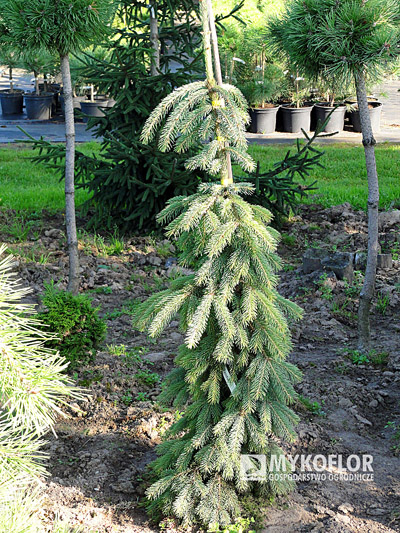 Picea glauca Pendula