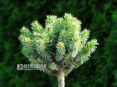 Picea glauca Stanleys Pygmy