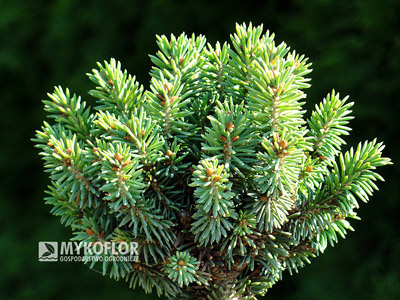 Picea glauca Stanleys Pygmy