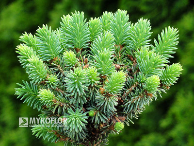 Picea glauca Stanleys Pygmy