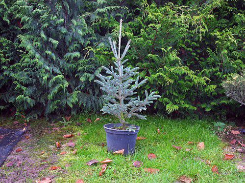 Picea Glauca