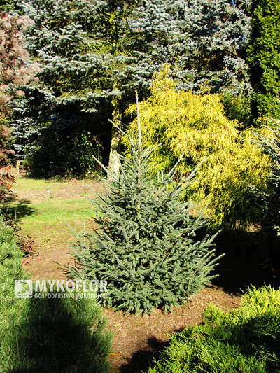 Picea likiangensis var. balfouriana