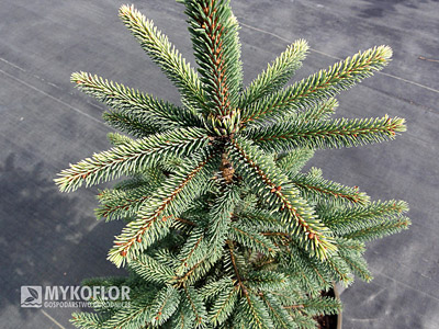 Picea mariana Aurea