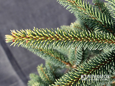 Picea mariana Aurea
