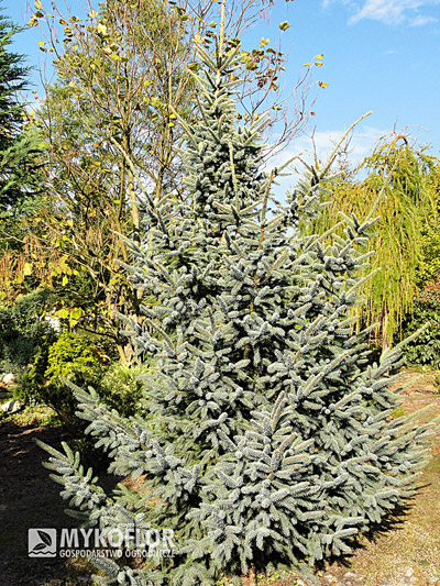 Picea mariana Aurea