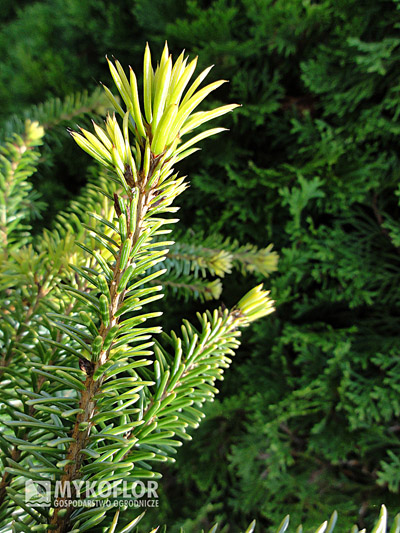 Picea omorika Aurea