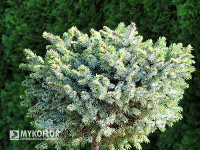 Picea omorika Beskid