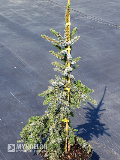 Picea omorika Bruns