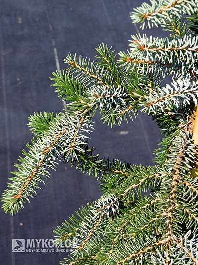 Picea omorika Bruns
