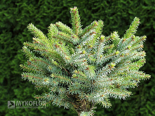 Picea omorika Elizabeth