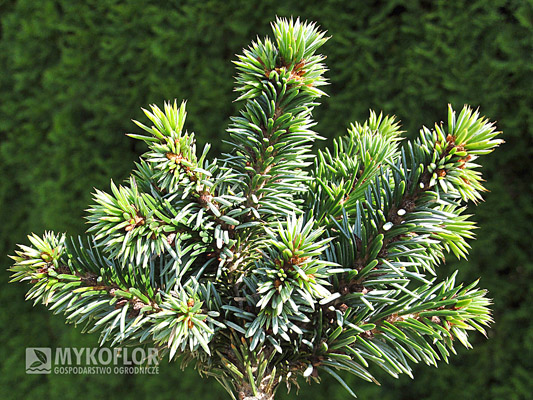 Picea omorika Gunther