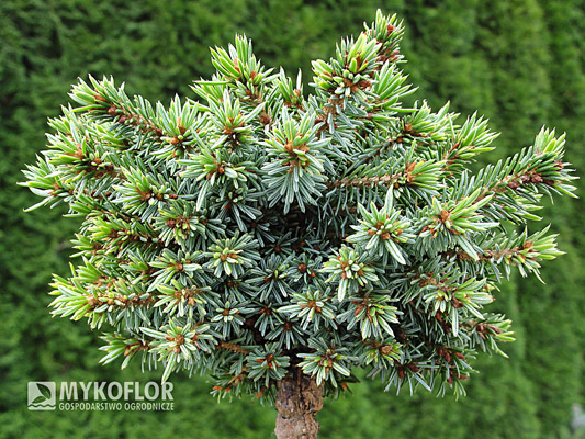 Picea omorika Hallonet