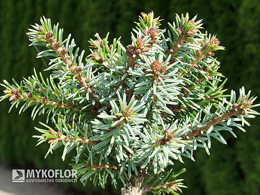 Picea omorika Kumann