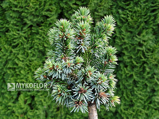 Picea omorika Minimax