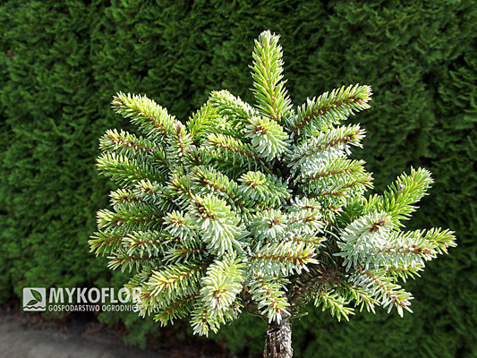 Picea omorika Miriam