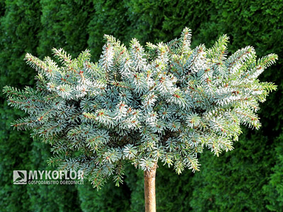 Picea omorika Morava