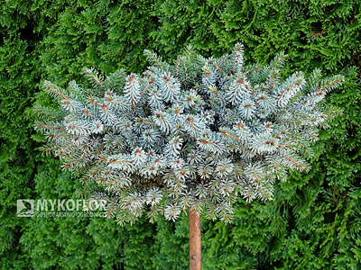 Picea omorika Morava