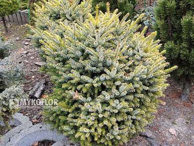 Picea omorika Peve Tijn
