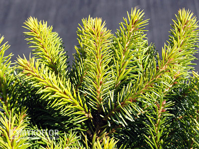 Picea omorika Peve Tijn