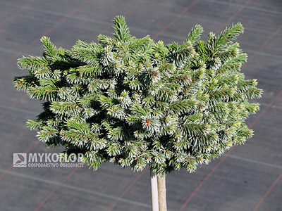 Picea omorika Pimoko