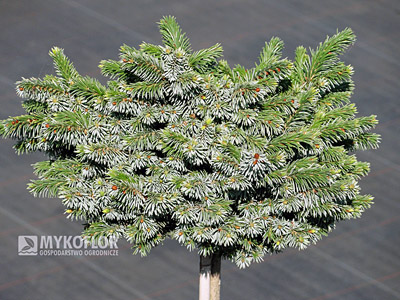 Picea omorika Pimoko