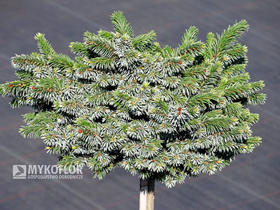 Picea omorika Pimoko - Pa