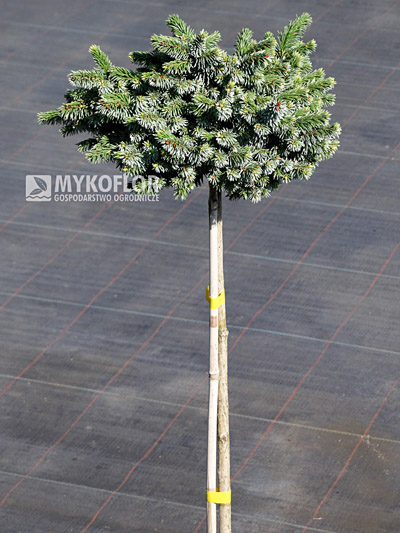 Picea omorika Pimoko - Pa