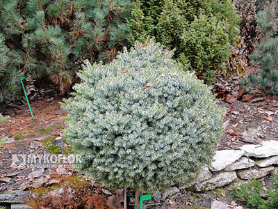 Picea omorika Treblitzsch