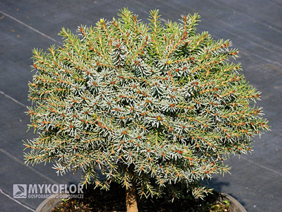 Picea omorika Treblitzsch