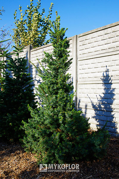 Picea omorika ‘Wodan’