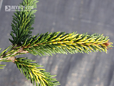 Picea orientalis Early Gold