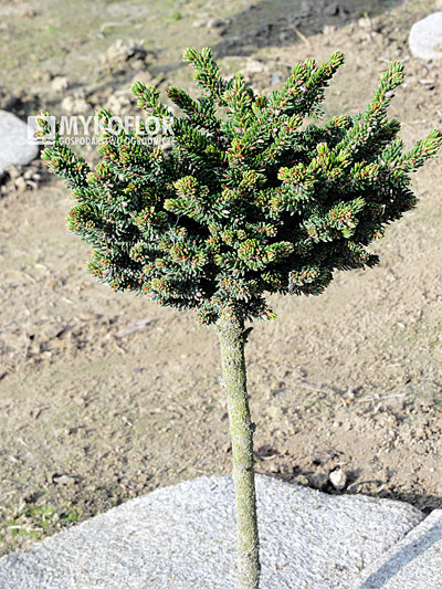 Picea orientalis Juwel