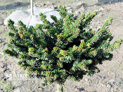 Picea orientalis Juwel