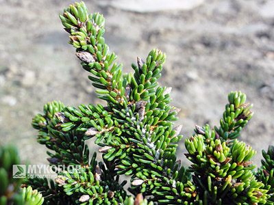 Picea orientalis Juwel