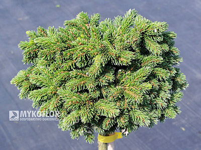 Picea orientalis Prof. Langner