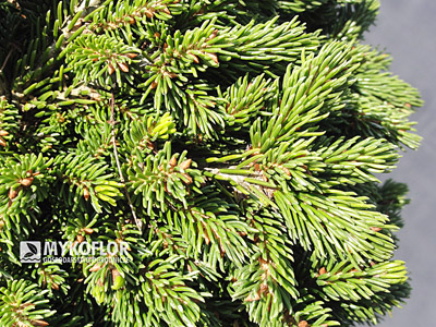 Picea orientalis Prof. Langner