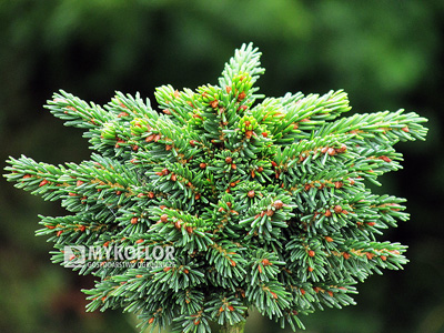 Picea orientalis Spring Grove – zbliżenie