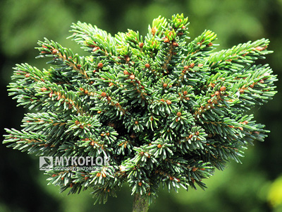 Świerk kaukaski Spring Grove – zbliżenie
