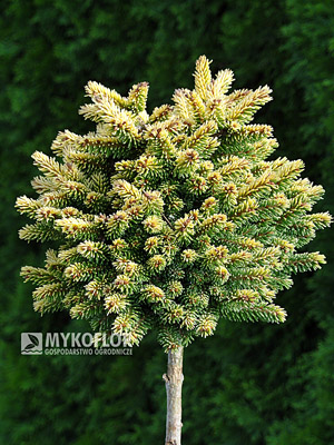 Picea orientalis Tom Thumb Gold