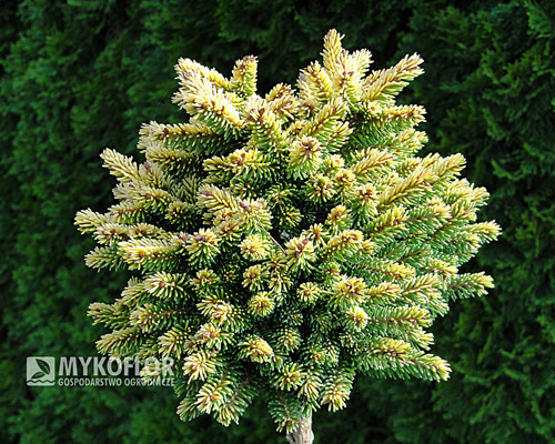 Picea orientalis Tom Thumb Gold