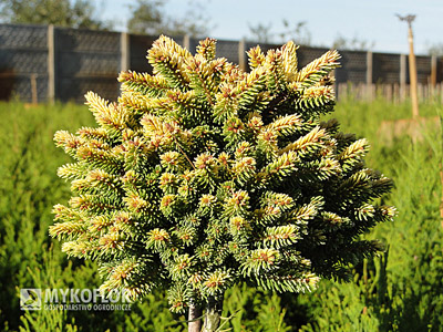 Picea orientalis Tom Thumb Gold