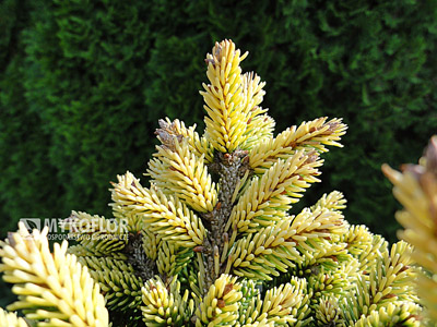 Picea orientalis Tom Thumb Gold