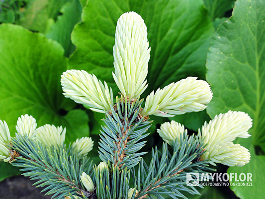 Picea pungens Białobok