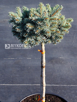 Picea pungens Blaukissen Pa