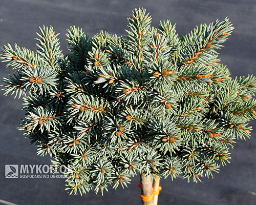 Picea pungens Blaukissen Pa 40-60cm