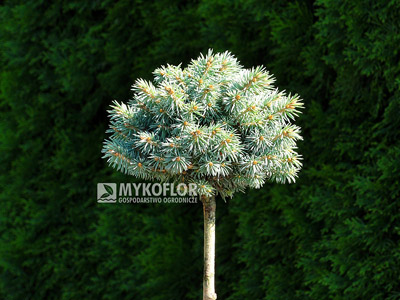 Picea pungens Blue Ball