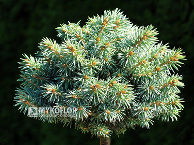 Picea pungens Blue Ball