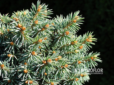 Picea pungens Blue Ball