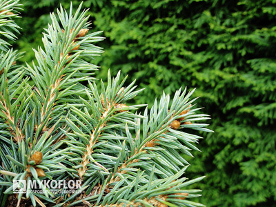 Picea pungens Blue Pearl – zbliżenie igły